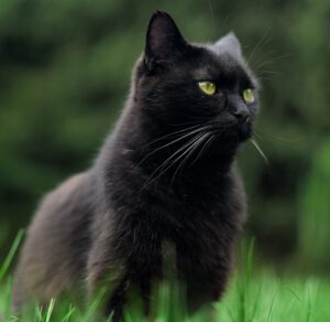 काली बिल्लियाँ दुर्भाग्य नहीं हैं