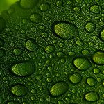 Chlorophyll – Die Magie des Blattgrün (Pures Licht – Biophotonen – Heilung für unsere Zellen)