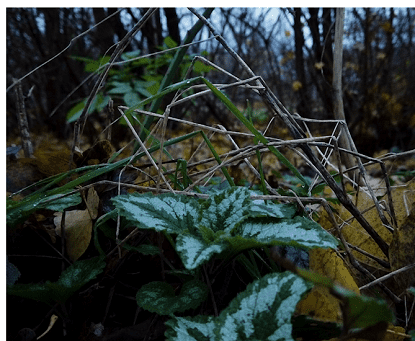 Medicinal plants