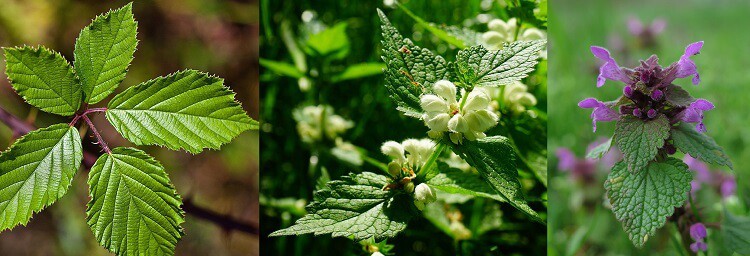 plantas medicinales