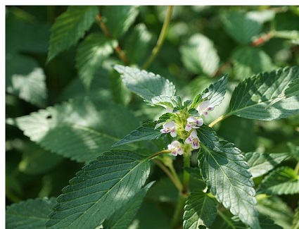 altas energias da primavera