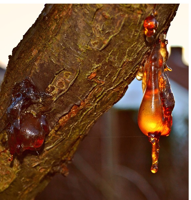 oro del bosque