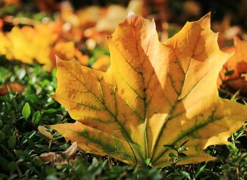 Ahornblatt Herbst Orange