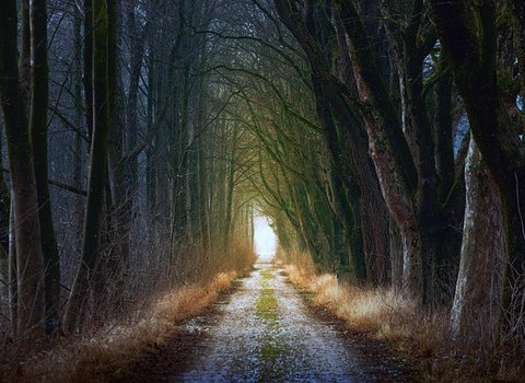Allee Goldenes Licht
