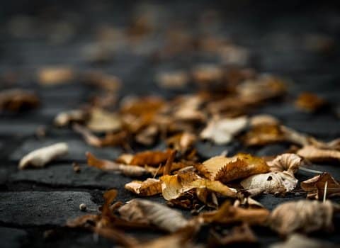 Alter Baum Nebel Mystisch