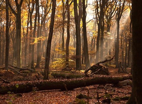 Bäume Silhouette Sonnenuntergang
