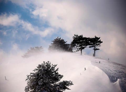 Baum Winter Schnee Allein
