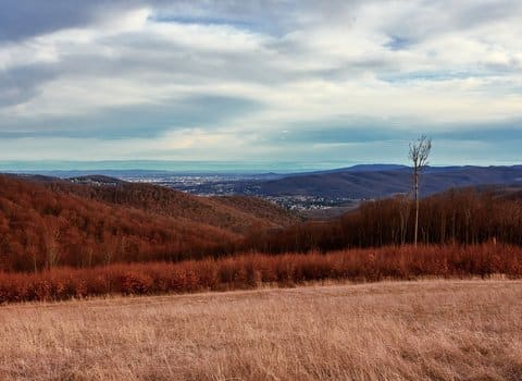 Blaetter Wasser Regen