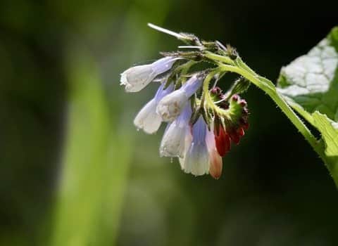 Borretsch Blaue Blüten