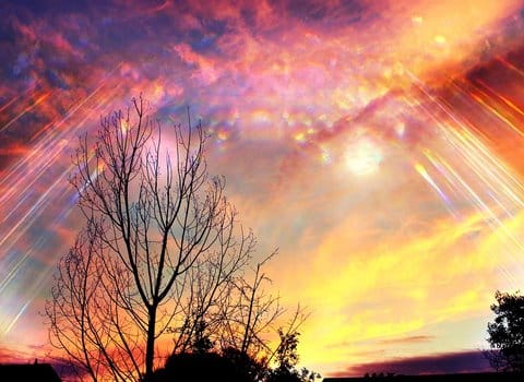 Dämmerung Bäume Silhouette