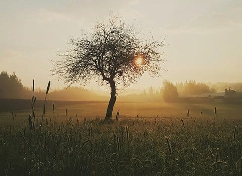 Solitary tree, dawn