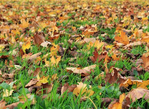 Einzelnes Blatt Herbst