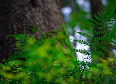 Farn Wald Grün Licht