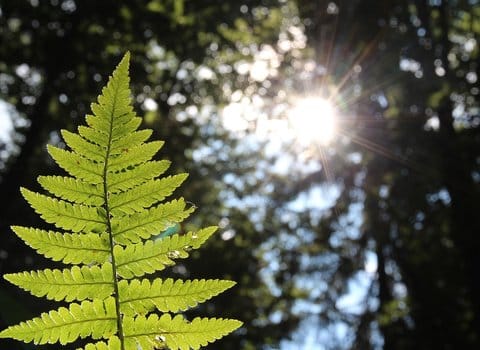 Farnblatt Sonnenlicht Grün
