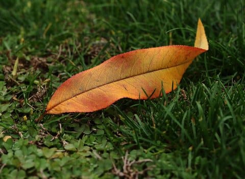 Felsen Bach Herbstnatur