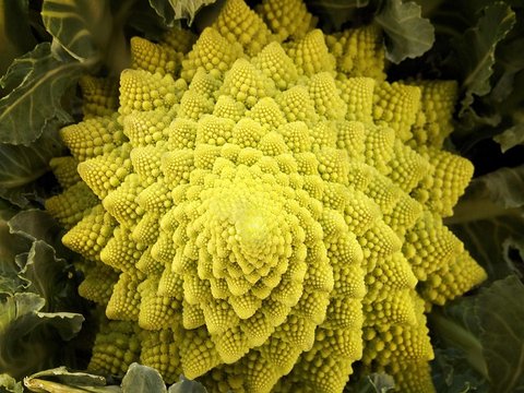 Fraktal Spirale Romanesco
