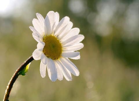 Gänseblümchen Einzeln Weiss