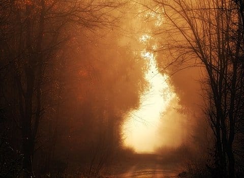 Gelbes Ahornblatt Herbst