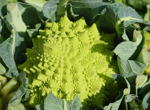 Goldener Schnitt Spirale