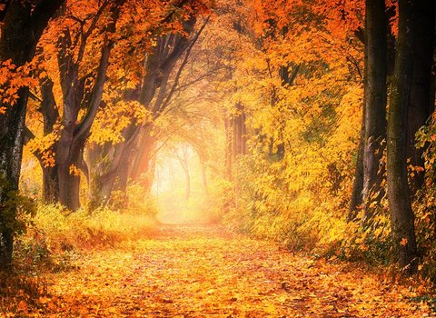 Goldenes Herbstlicht Wald