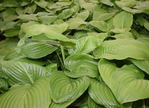 Gruene Blaetter Nahaufnahme