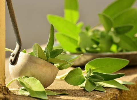 Gruene Pflanze Blaetter