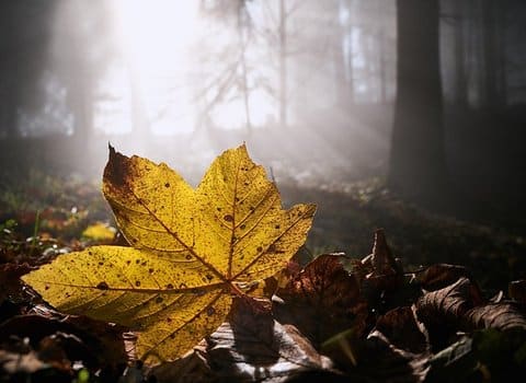 Herbstbaum Golden Einzeln
