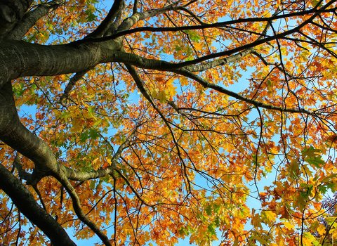 Herbstblaetter Boden Nah