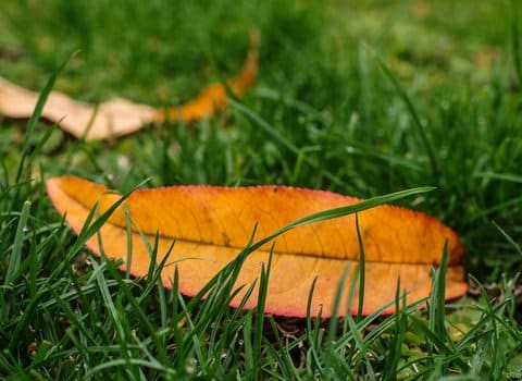 Herbstblatt Tau Makro