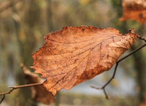 Herbstlaub Boden Bunt