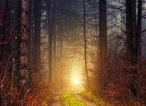 Herbstwald Buntes Laub Weg