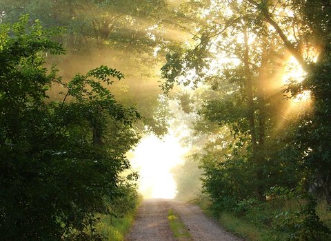 Herbstwald Goldenes Licht