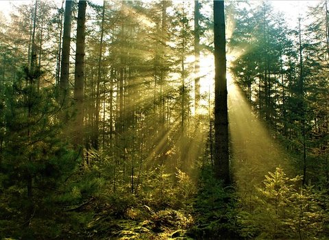 Herbstwald Grün Golden
