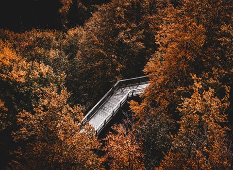 Herbstwald Huette Laub