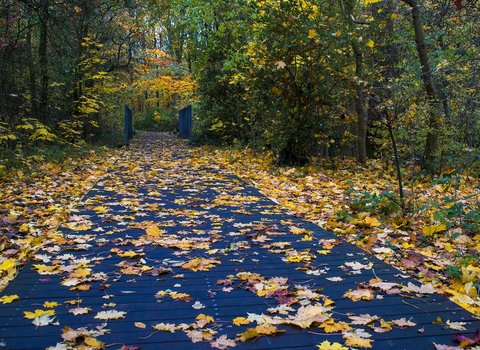 Herbstwald Nebel Mystisch