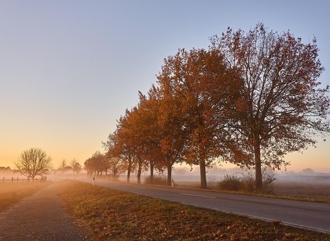 Herbstwald Nebel Stille