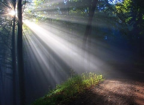 Herbstwiese Morgenlicht