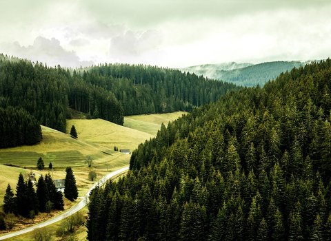 Huegel Wald Panorama