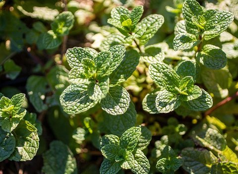 Spotted Herb Leaves