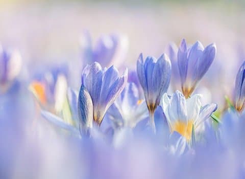 Krokusse Lila Frühling