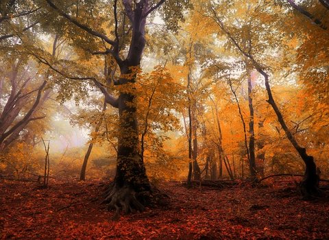 Laub Herbstfarben Bunt