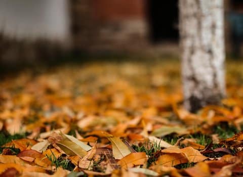 Laub Moos Herbstboden