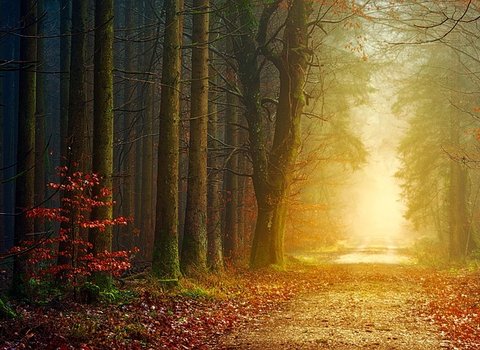 Laubwald Sonnenstrahlen Herbst