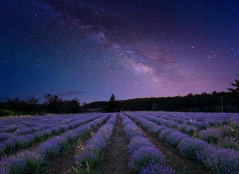 Lavendelfeld Milchstrasse