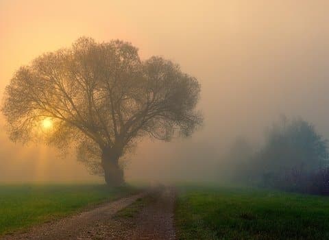 Lichtstrahlen Wald Morgen