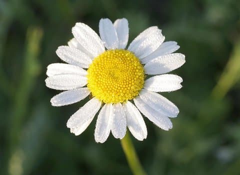 Margerite Nahaufnahme Bluete