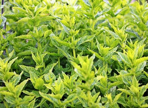 Minze Kräuter Grün