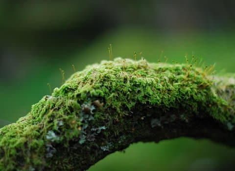 Moos Ast Nahaufnahme