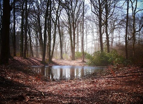 Nadelbaum Morgen Stimmung