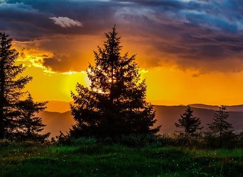 Nadelbaum Sonnenuntergang Dramatisch